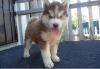 Amazing siberian husky puppies ready now to go